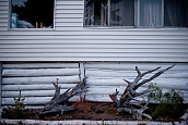 Cabin #1 Landscaping